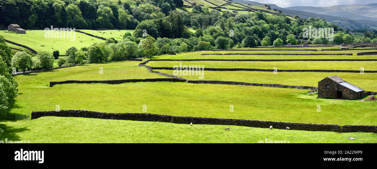 Panorama di verde pascolo con stalattite di pareti per Swaledale pecora con fienili nella valle del fiume Swale Gunnerside Richmond North Yorkshire, Inghilterra Foto Stock