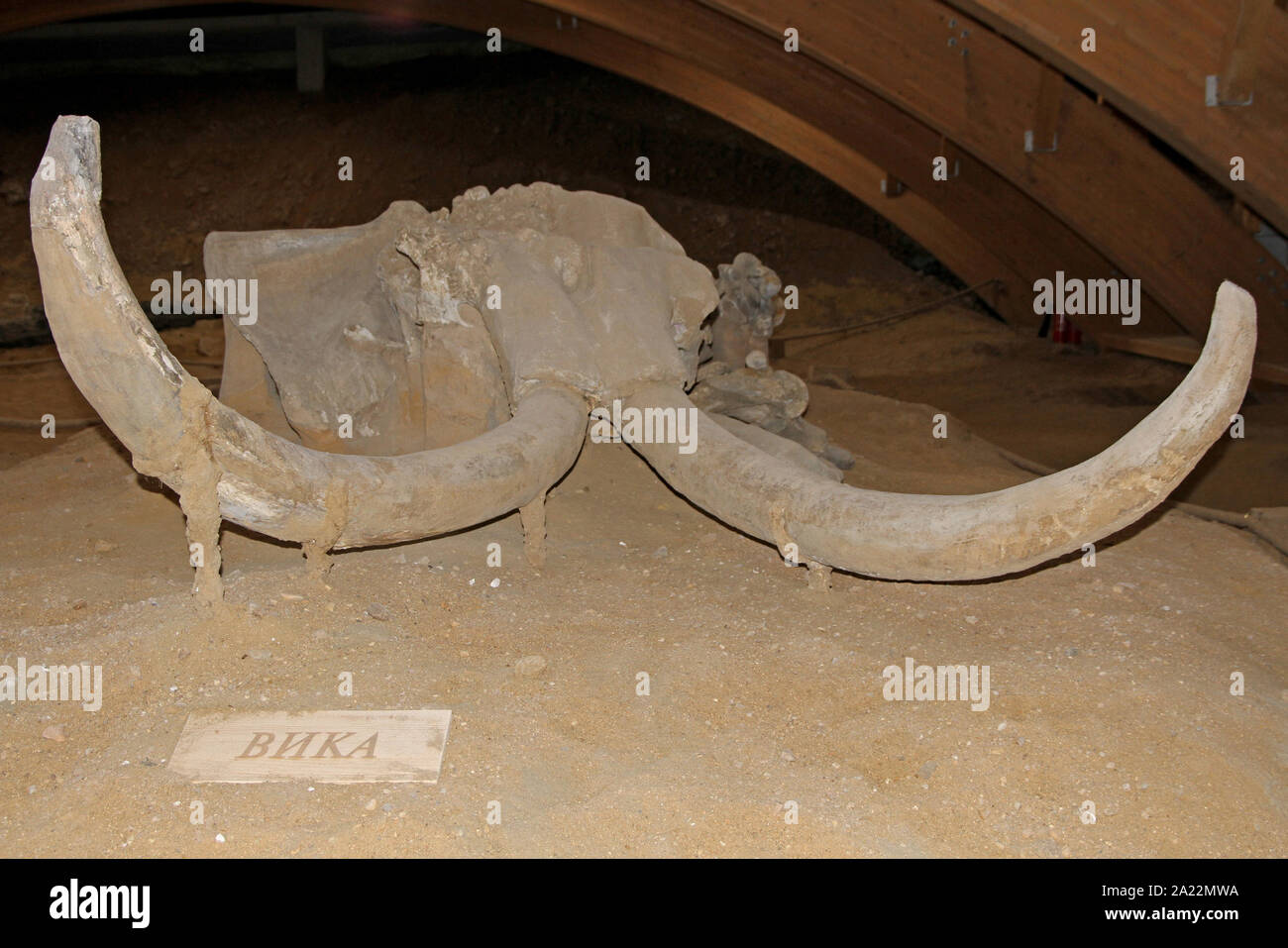 Steppa mammoth cranio fossile denominato Vika, Mammuthus Trogontherii, a Viminacium, scientifico sito archeologico, Kostolac, Branichevo distretto, Serbia. Foto Stock