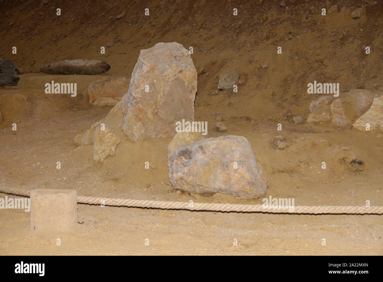 Steppa mammoth fossili, Mammuthus Trogontherii, a Viminacium, scientifico sito archeologico, centro Kostolac, Branichevo distretto, Serbia. Foto Stock