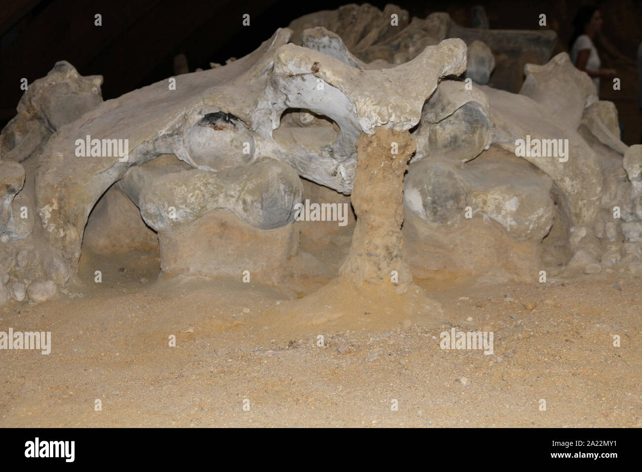 Steppa mammoth fossili, Mammuthus Trogontherii, a Viminacium, ricerca scientifica sito, Kostolac, Branichevo distretto, Serbia. Foto Stock