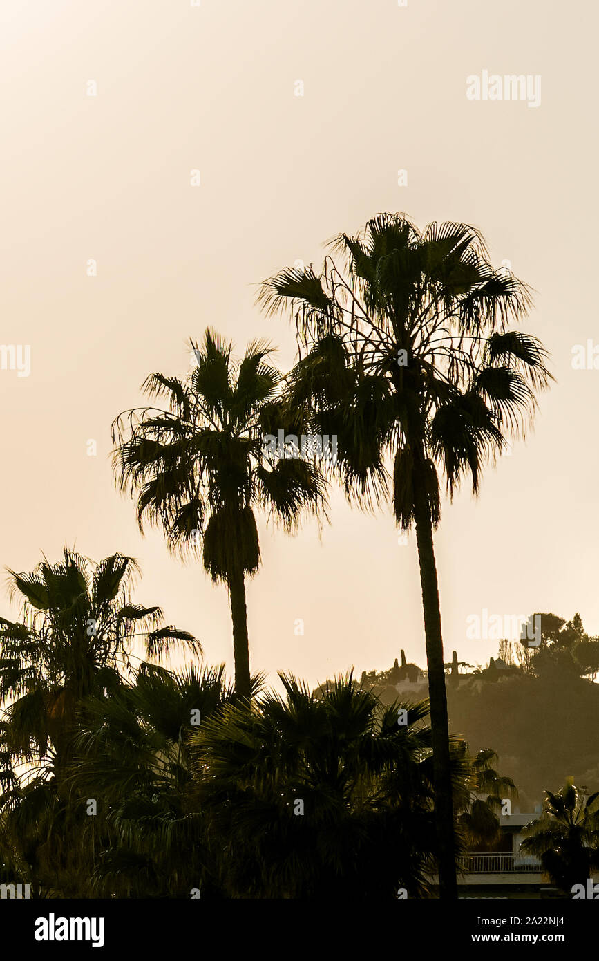 Le Palme di Cannes del Riviera francese Foto Stock