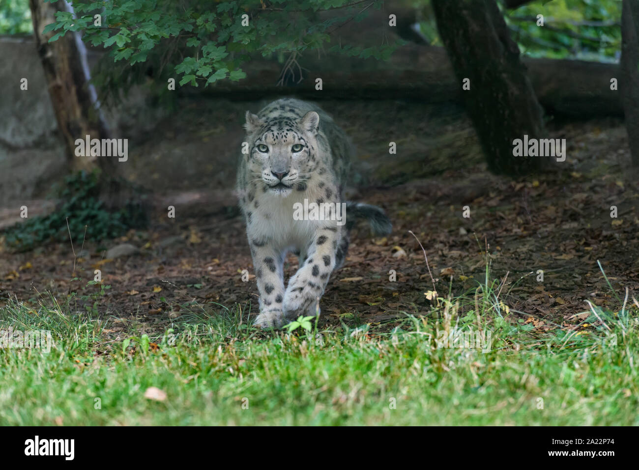 Snow Leopard (Uncia uncia) Foto Stock