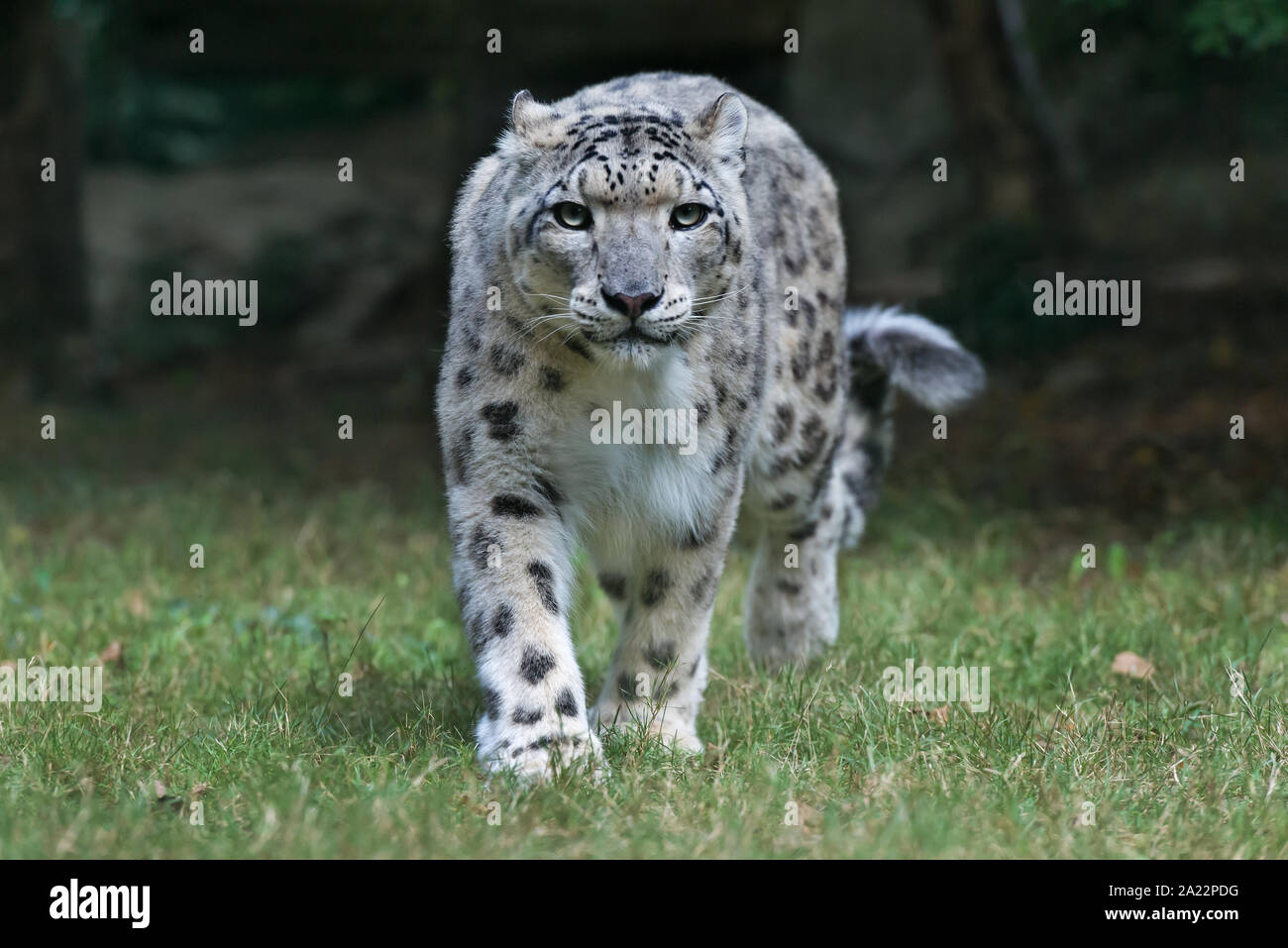 Snow Leopard (Uncia uncia) Foto Stock