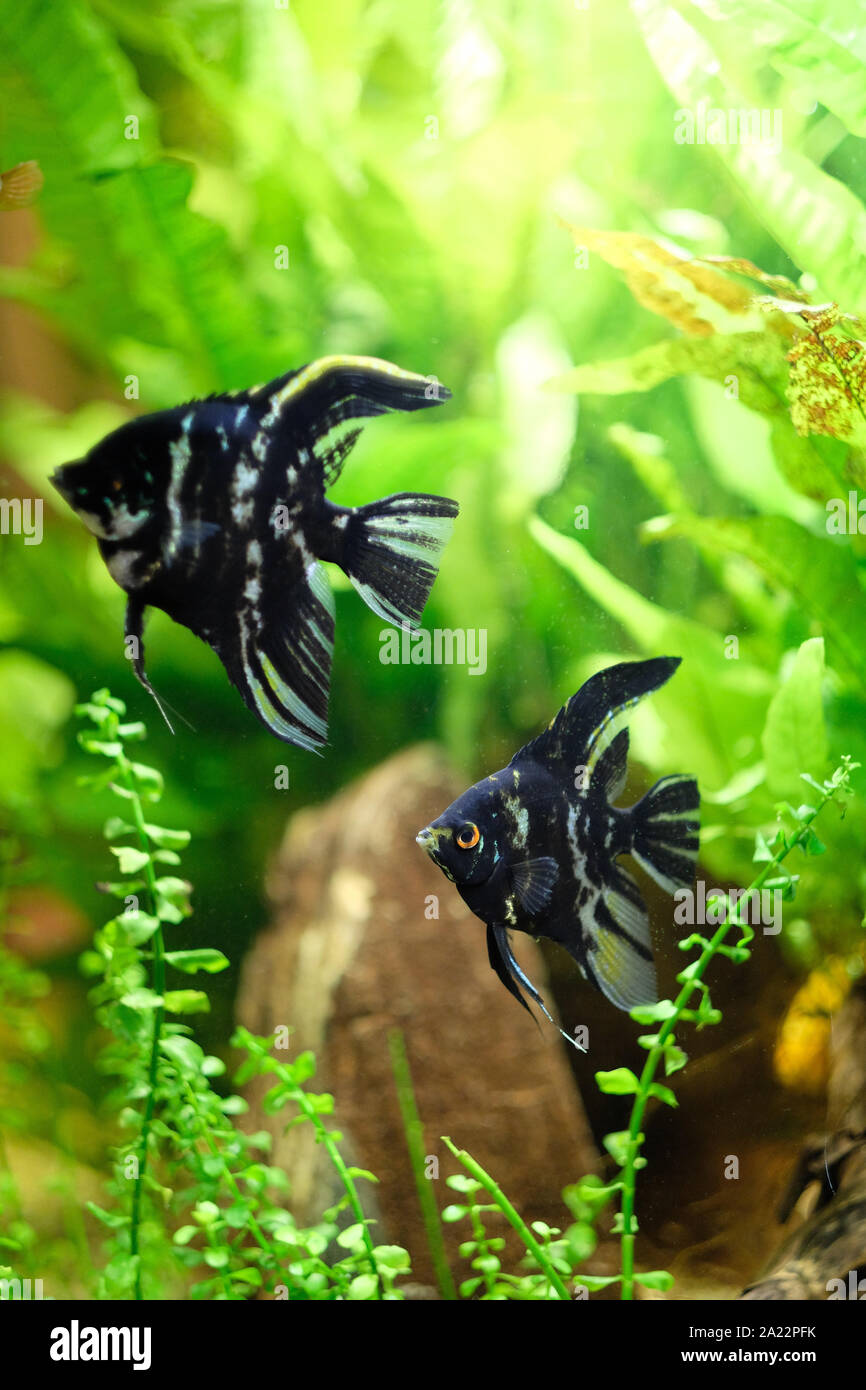 Piatti esotici pesce nero con strisce bianche in acquario tra le alghe Foto  stock - Alamy