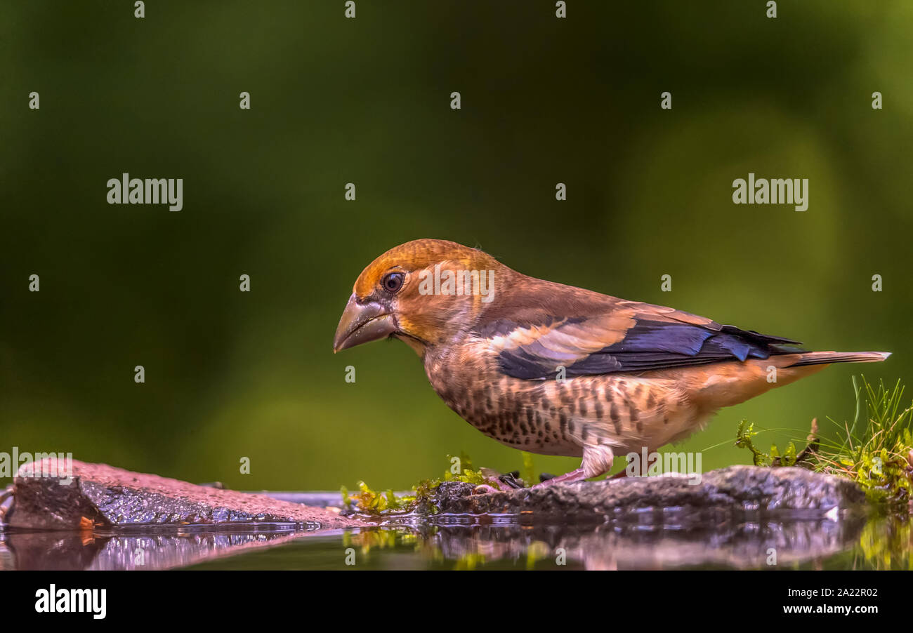 Hawfinch (Coccothraustes coccothraustes) Foto Stock