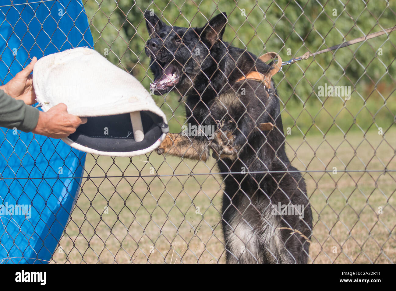 Pastore Tedesco cane sta abbaiando a un helper dietro un recinto di filo. Foto Stock