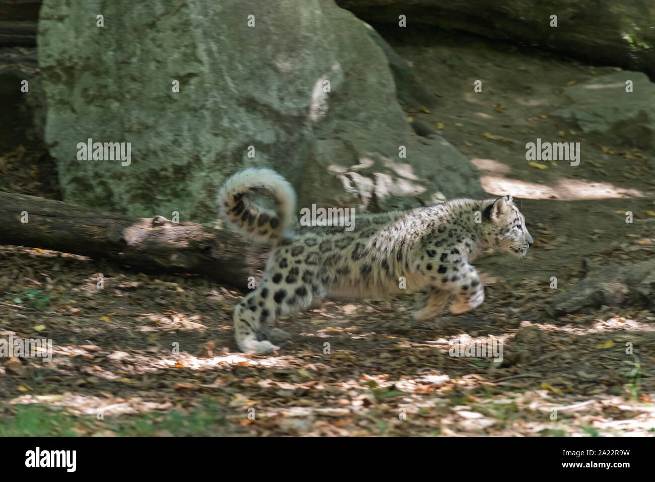 Il novellame di Snow Leopard (Uncia uncia) Foto Stock
