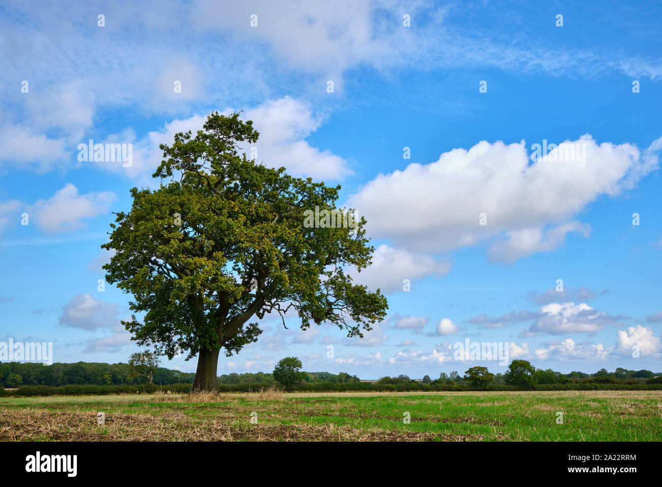 Old English Oak Quercus robor tree in un campo agricolo in Lincolnshire, Inghilterra all'inizio dell'autunno. Farnia Quercia farnia Quercia europea Foto Stock