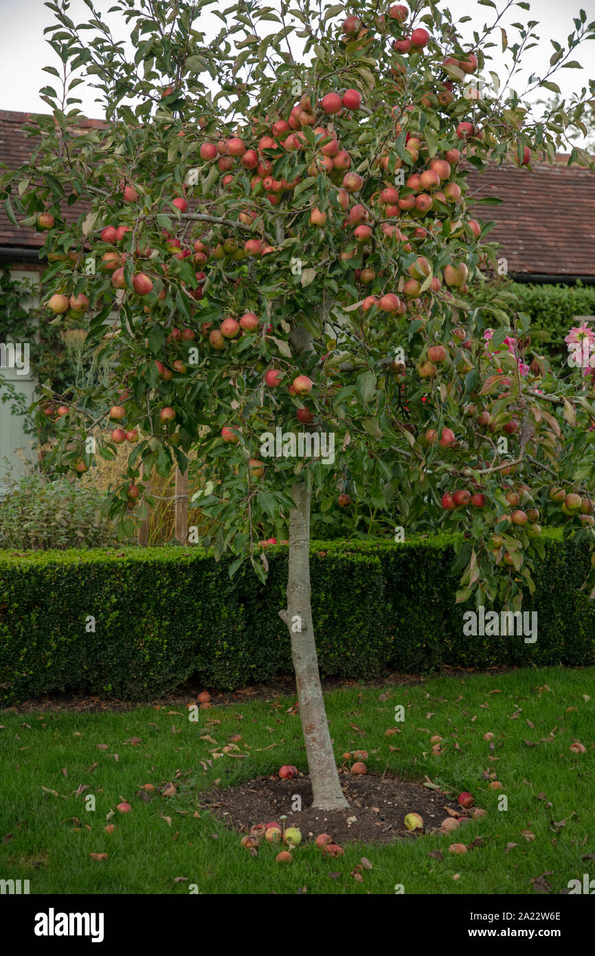 Mele su apple tree in un giardino inglese nella tarda estate. Foto Stock