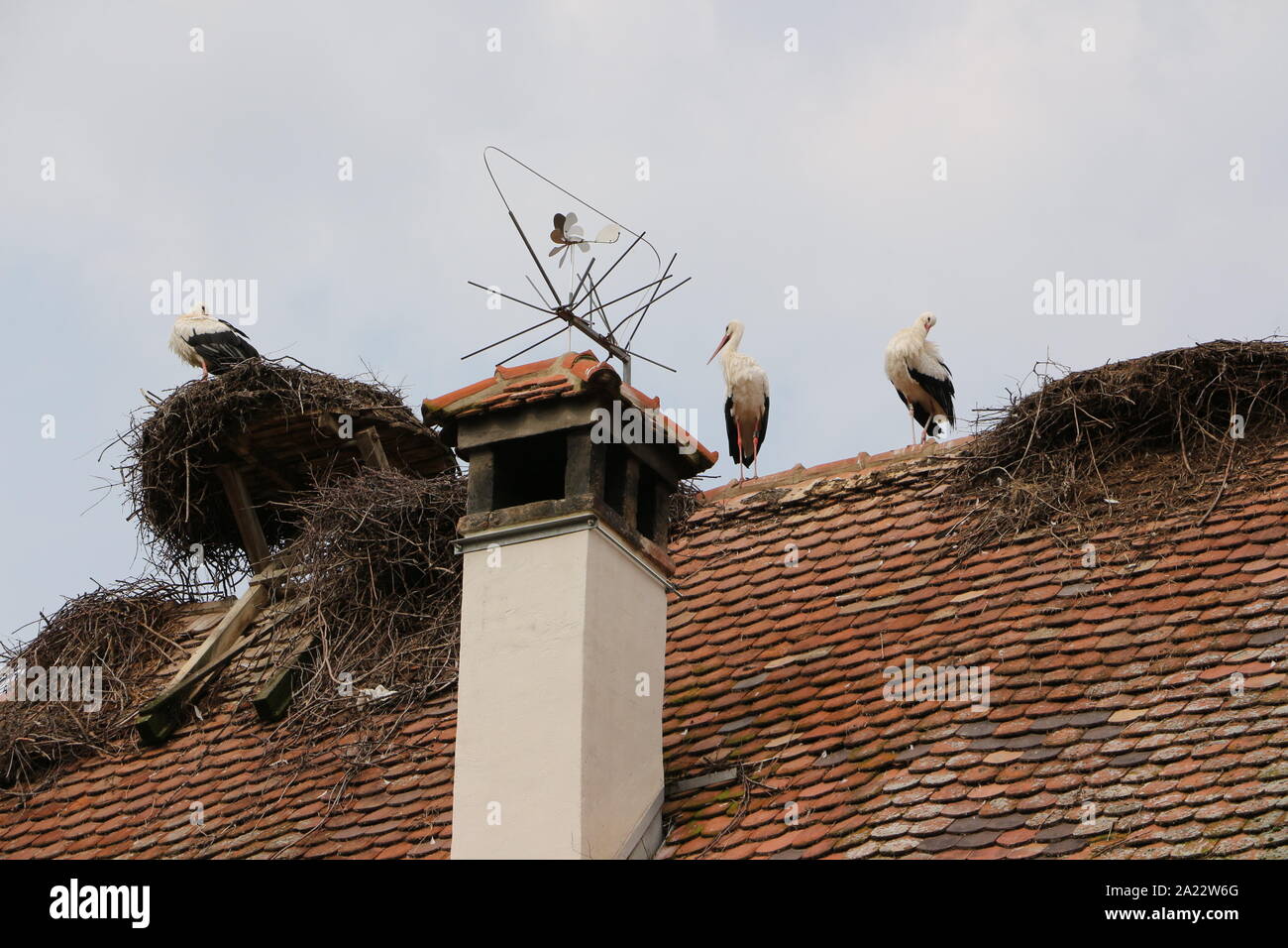 Storch auf dem bei Affenberg Salem am Bodensee Foto Stock