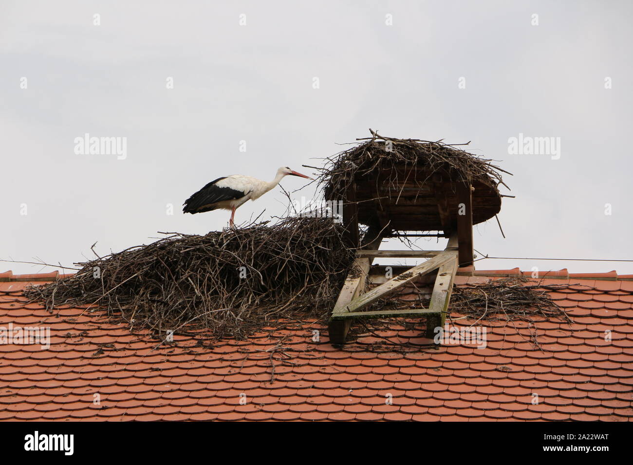 Storch auf dem bei Affenberg Salem am Bodensee Foto Stock