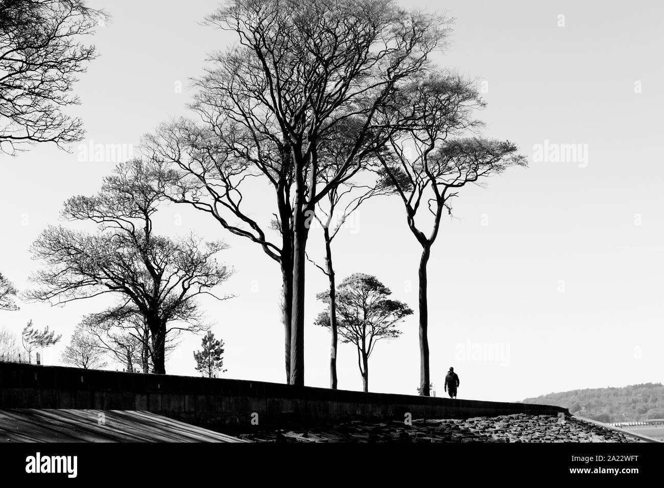 Alberi lungo la promenade, Foreshore Cramond, Edimburgo, Scozia, Regno Unito Foto Stock
