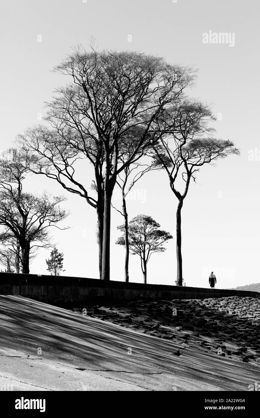Alberi lungo la promenade, Foreshore Cramond, Edimburgo, Scozia, Regno Unito Foto Stock