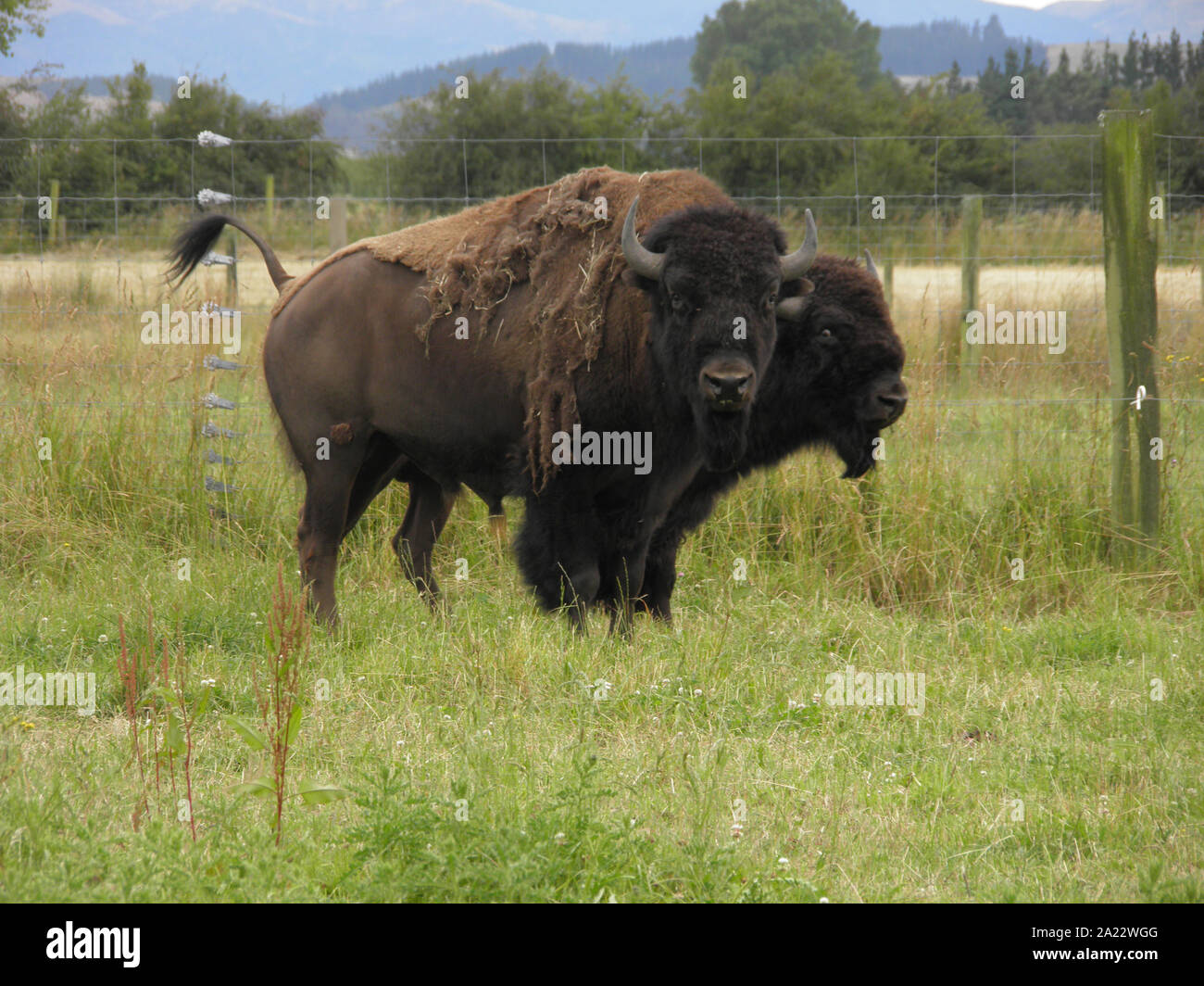 North American Bison allevati in Nuova Zelanda per le carni Foto Stock