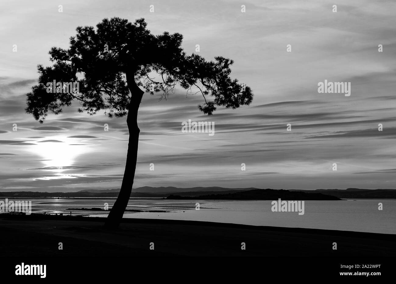 Silhouette ad albero, tramonto, Foreshore Cramond, Edimburgo, Scozia, Regno Unito Foto Stock