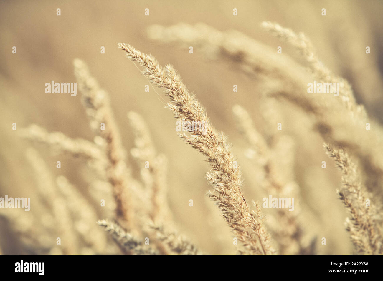 Asciutto erba selvatica in presenza di luce solare Foto Stock