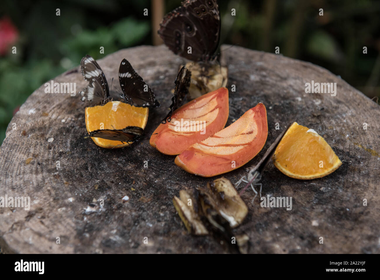 Nella Casa delle Farfalle, serra che ricrea un ambiente equatoriale dedicato a farfalle esotiche, all'interno del giardino di Villa Garzoni Foto Stock