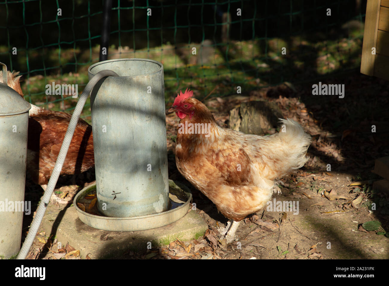 La deposizione delle uova di pollo marrone conservati in un contenitore in giardino. Foto Stock