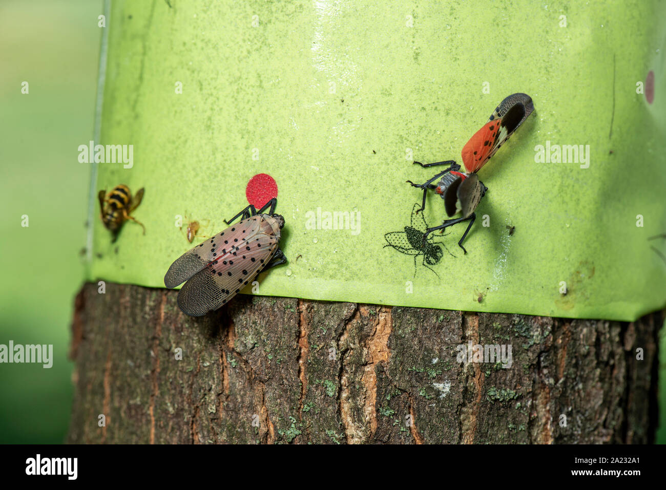 CLOSE UP SPOTTED LANTERNFLIES (LYCORMA DELICATULA) sulla trappola appiccicosa, PENNSYLVANIA Foto Stock