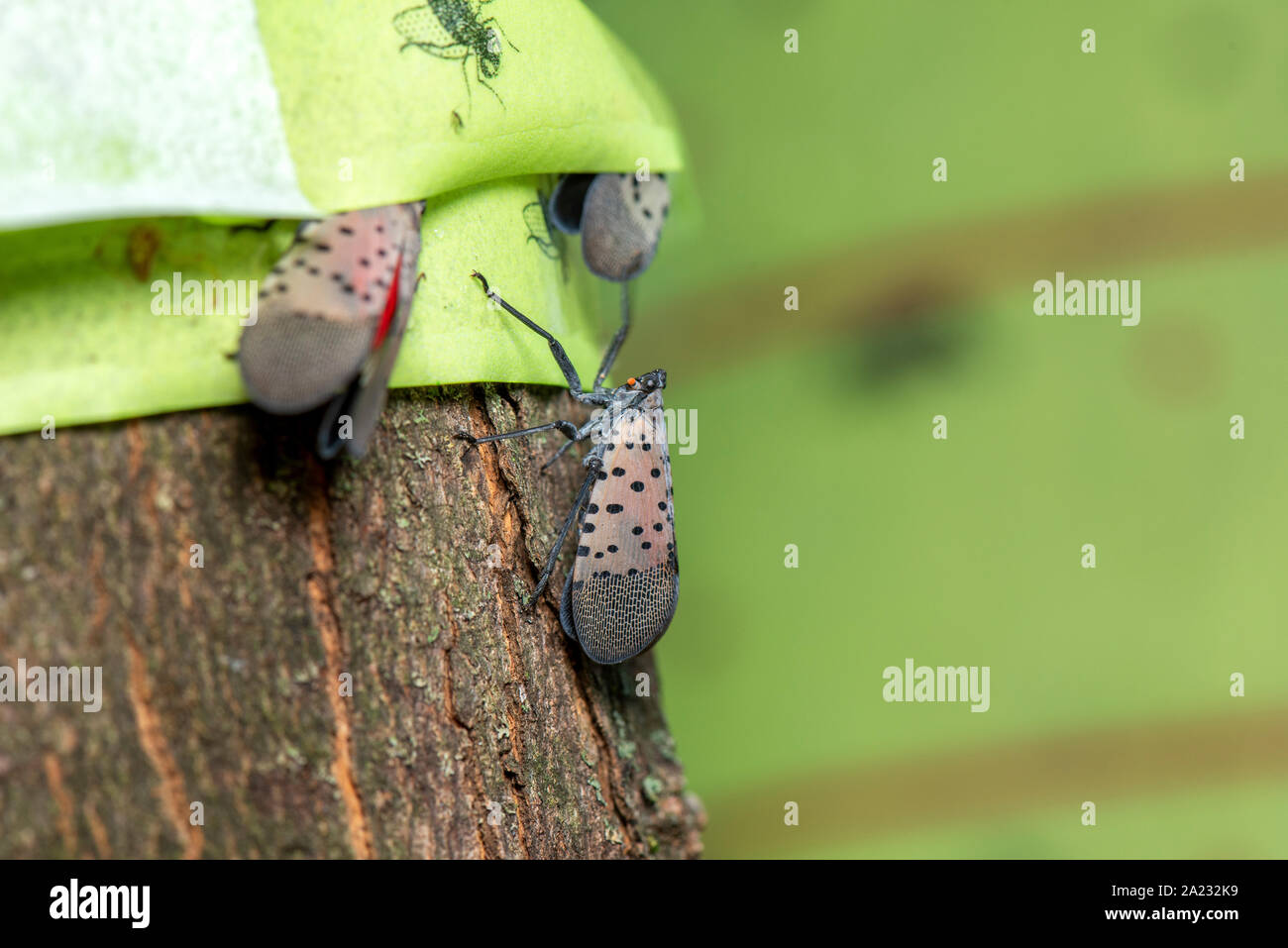 CLOSE UP SPOTTED LANTERNFLIES (LYCORMA DELICATULA) camminando sul trappola appiccicosa, PENNSYLVANIA Foto Stock