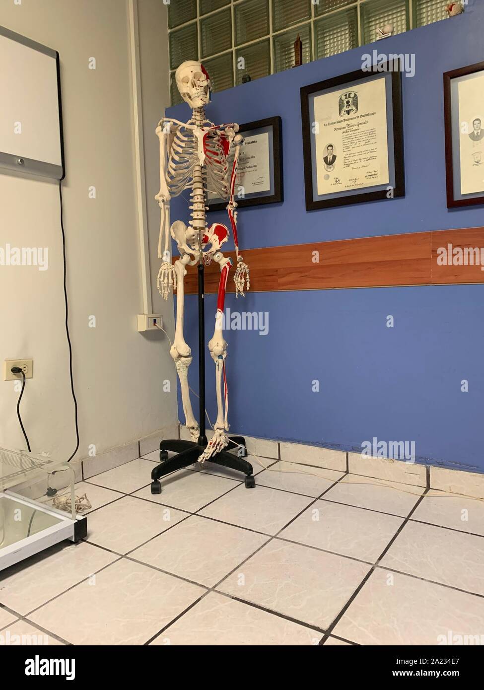 Esqueleto en consultorio medico de Ortopedista. Foto Stock