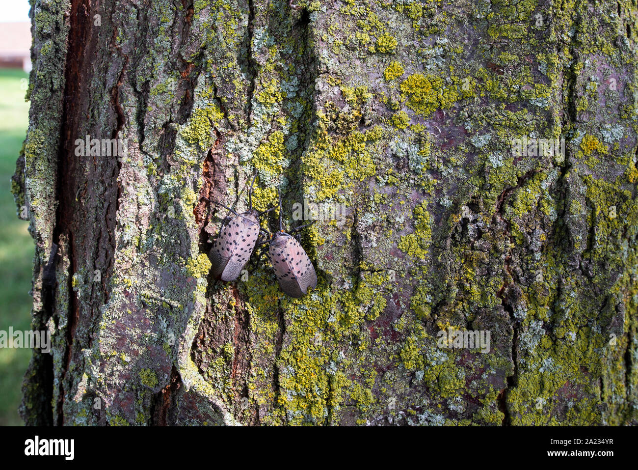 Due SPOTTED LANTERNFLY (LYCORMA DELICATULA) adulti su Locust Tree, PENNSYLVANIA Foto Stock