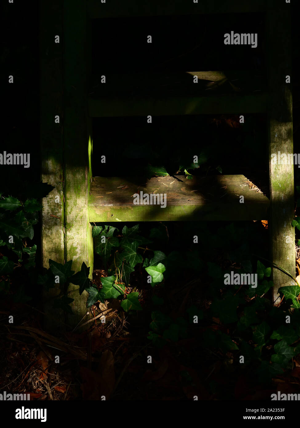 Spot di luce in un'ombra e ombroso parte del giardino che mostra ivy e parte di un passo di legno. Foto Stock