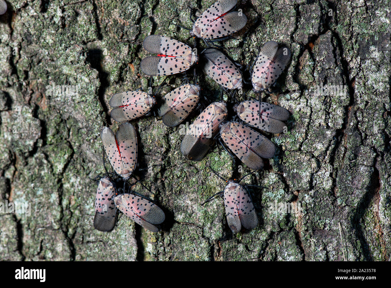 Gruppo di SPOTTED LANTERNFLY (LYCORMA DELICATULA) adulti la visualizzazione di corteggiamento comportamento su Acero (Acer sp.) TREE, PENNSYLVANIA Foto Stock