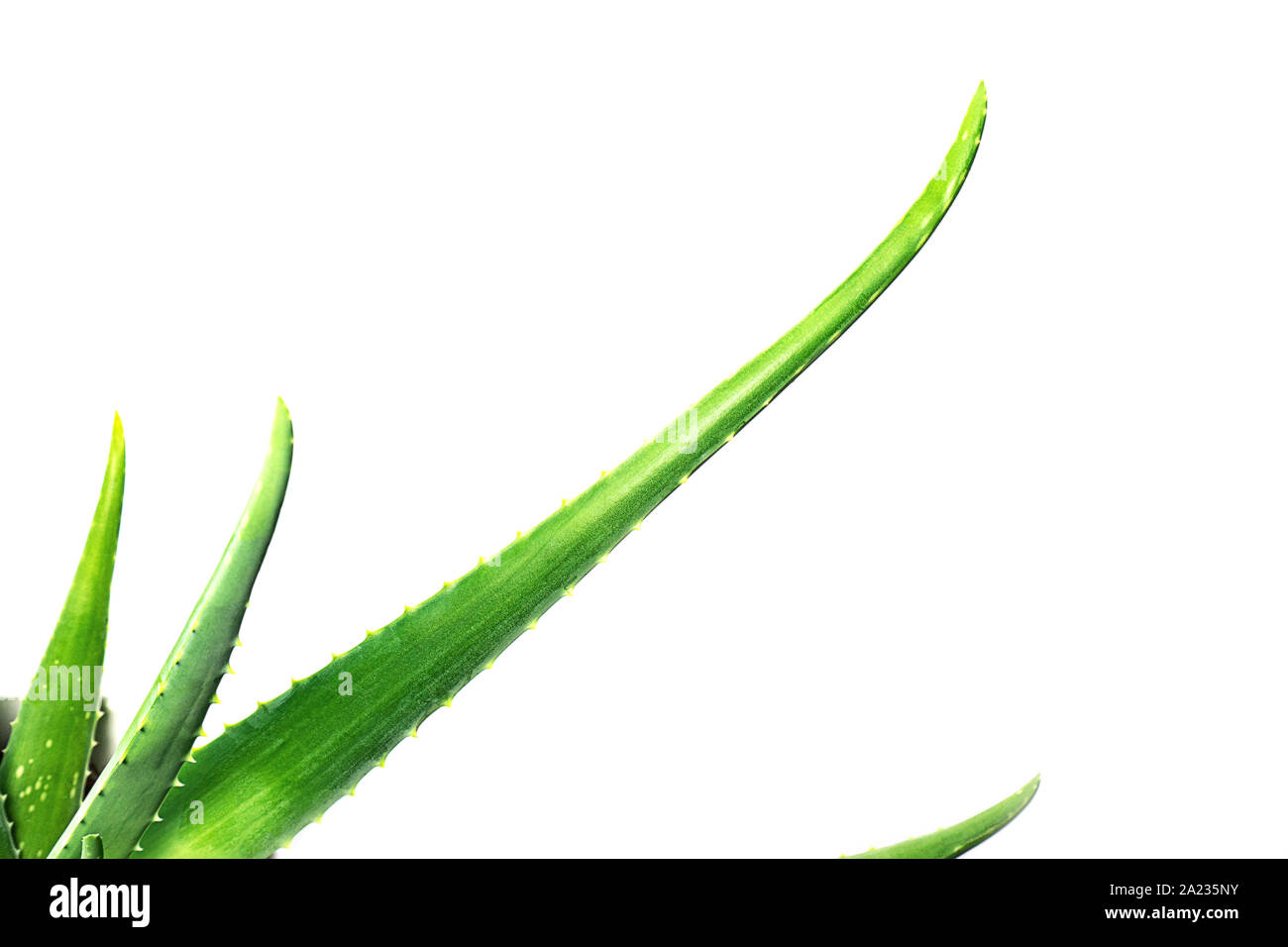 Foglia di Aloe Vera closeup su sfondo bianco. Foto Stock