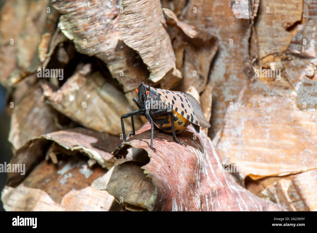 Avvistato LANTERNFLY (LYCORMA DELICATULA) femmina gravido CON ADDOME allargata caricato con le uova sul fiume BIRCH (Betula nigra) TREE, PENNSYLVANIA Foto Stock