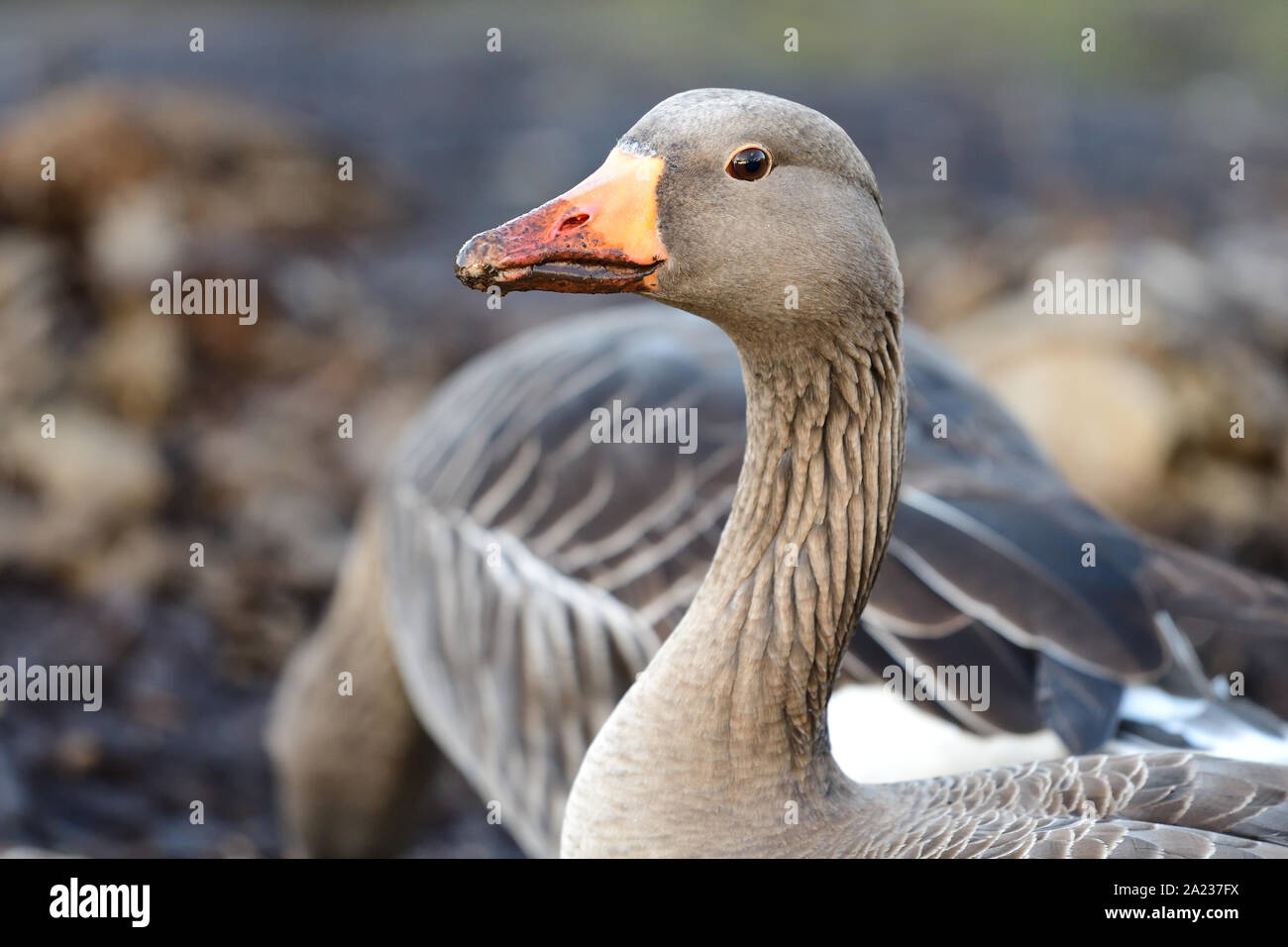 Colpo alla testa di un oca graylag (Anser anser) con un becco fangose Foto Stock