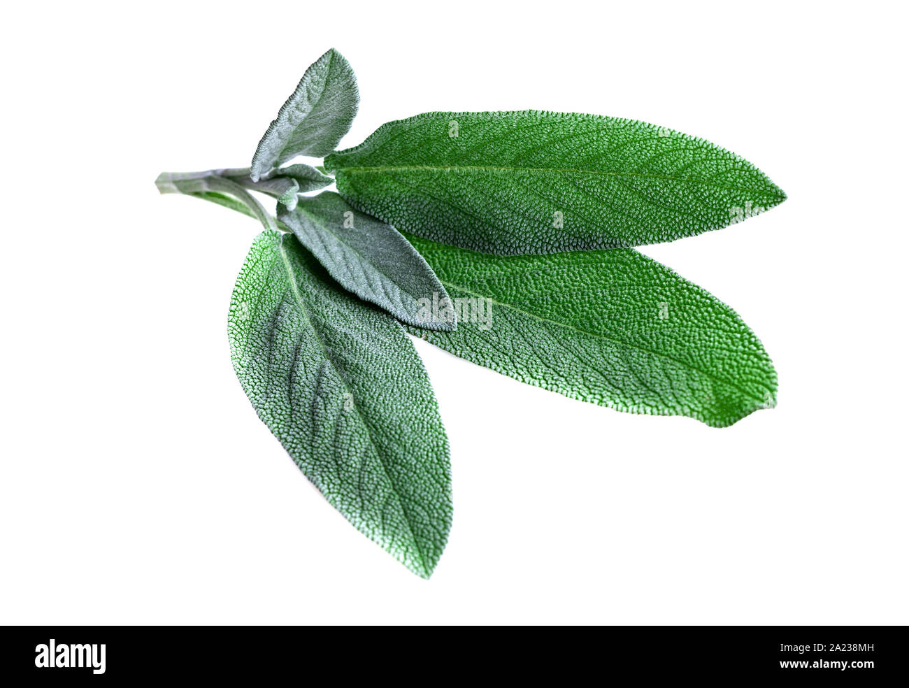 Foglie di salvia. Foglie di salvia fresca mazzetto isolato su bianco Foto Stock