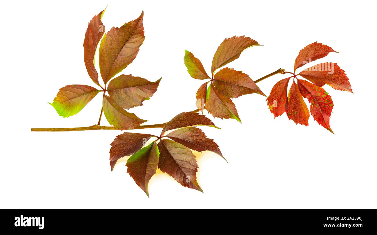 Autunno a colori delle foglie di Virginia superriduttore o vergine ivy isolati su sfondo bianco Foto Stock