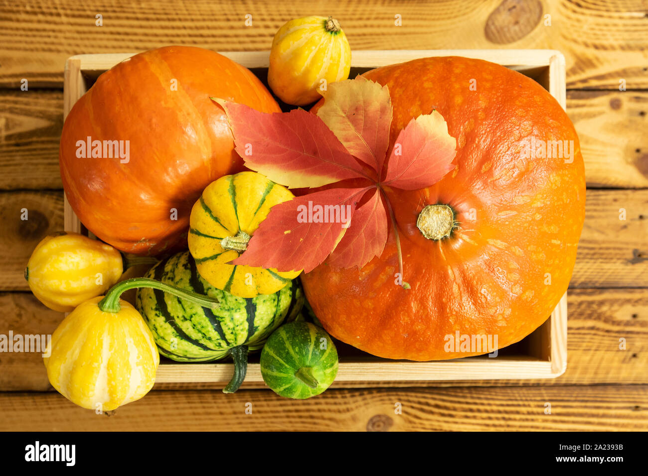 In autunno la composizione di ringraziamento con assortimento di zucche in una casella sul tavolo di legno. Vista dall'alto. Foto Stock