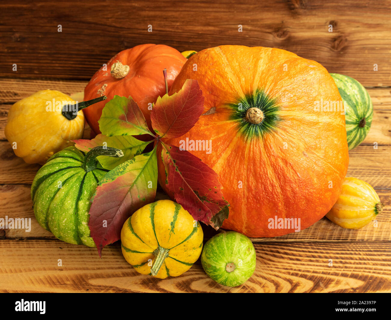 In autunno la composizione di ringraziamento con assortimento di zucche sul tavolo di legno Foto Stock