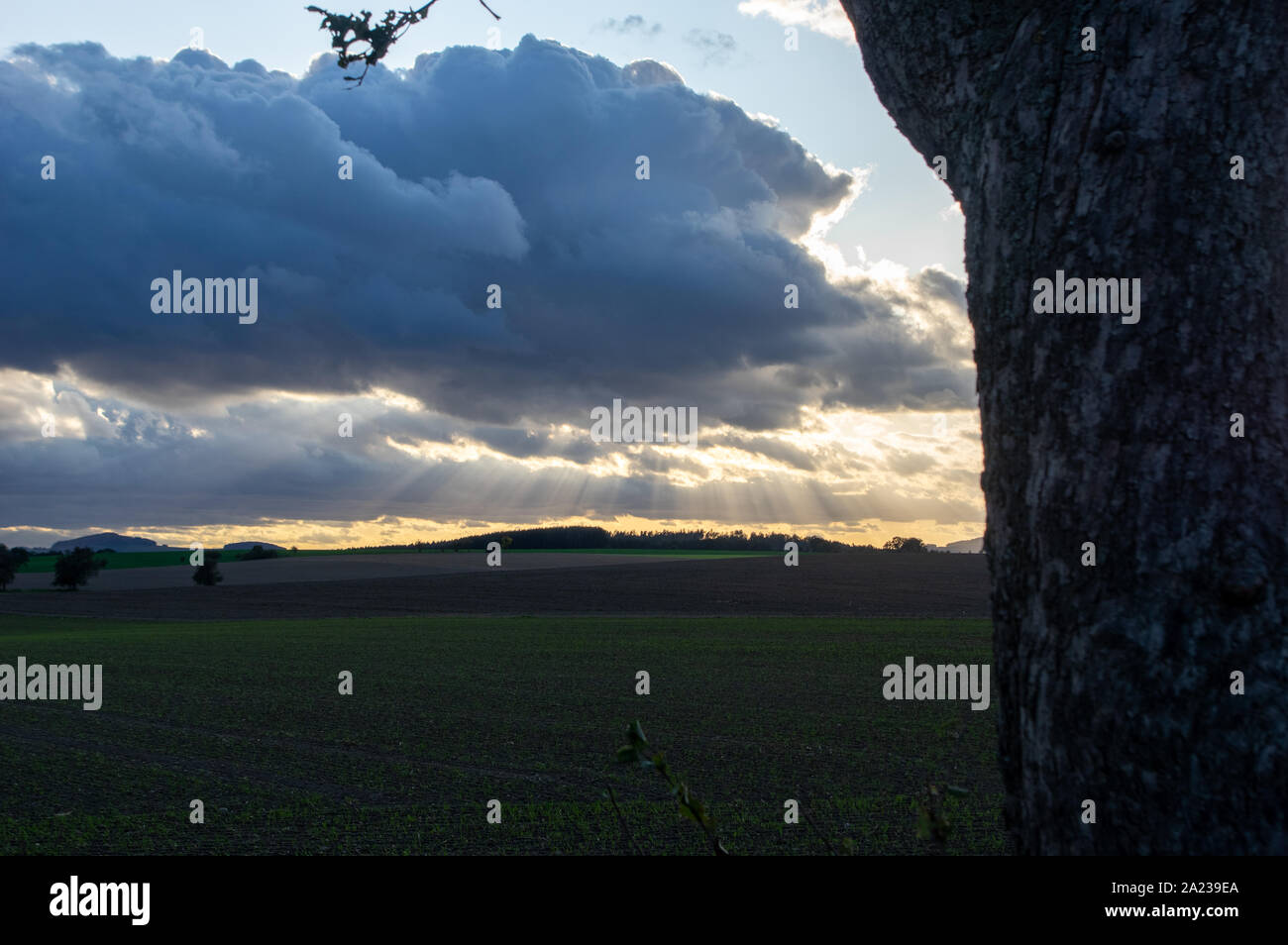 Sunray rottura attraverso le nuvole scure nella distanza con albero scuro in primo piano Foto Stock