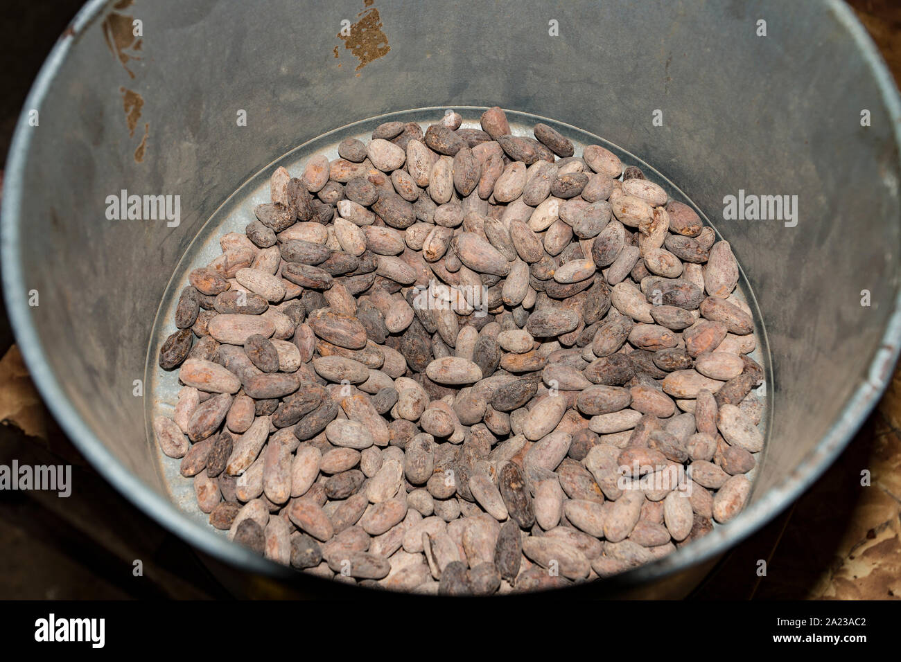 Le fave di cacao in una ciotola di metallo Foto Stock