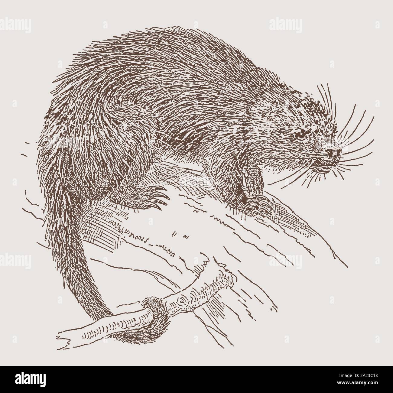 In bicolore-spined porcupine (coendou bicolore) seduto su un ramo. Illustrazione dopo una incisione del XIX secolo Illustrazione Vettoriale