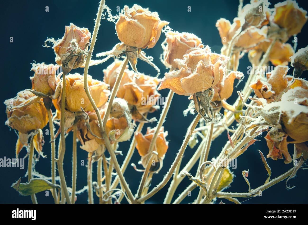 Bouquet di rose appassite Foto Stock