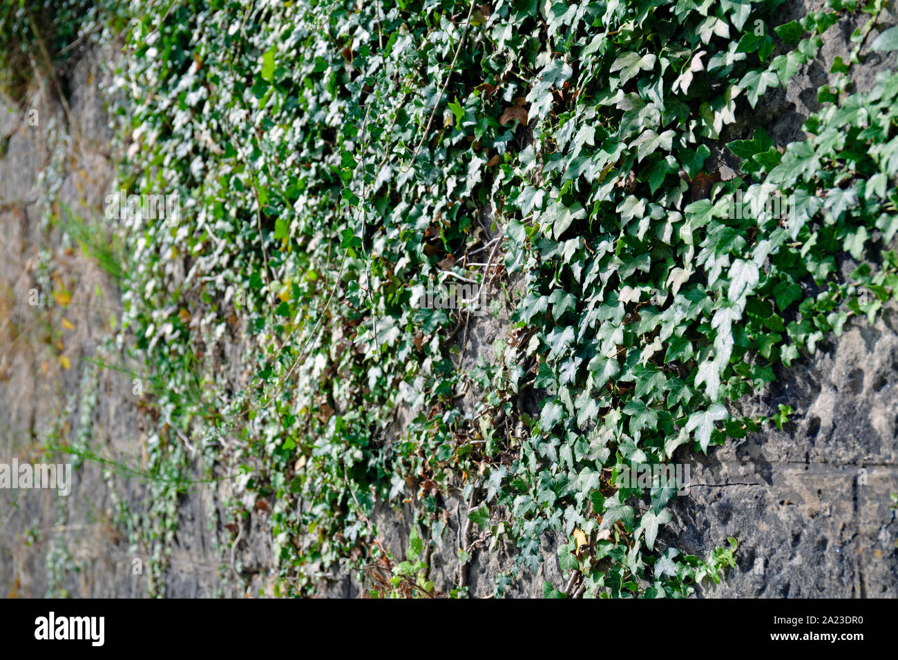 L'Europa, Lussemburgo, Larochette, Rue Osterbour, Ivy crescente sul muro di pietra al di sotto del castello Foto Stock