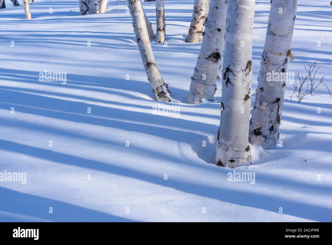 In inverno le ombre in un woodlot betulla, maggiore Sudbury, Ontario, Canada Foto Stock