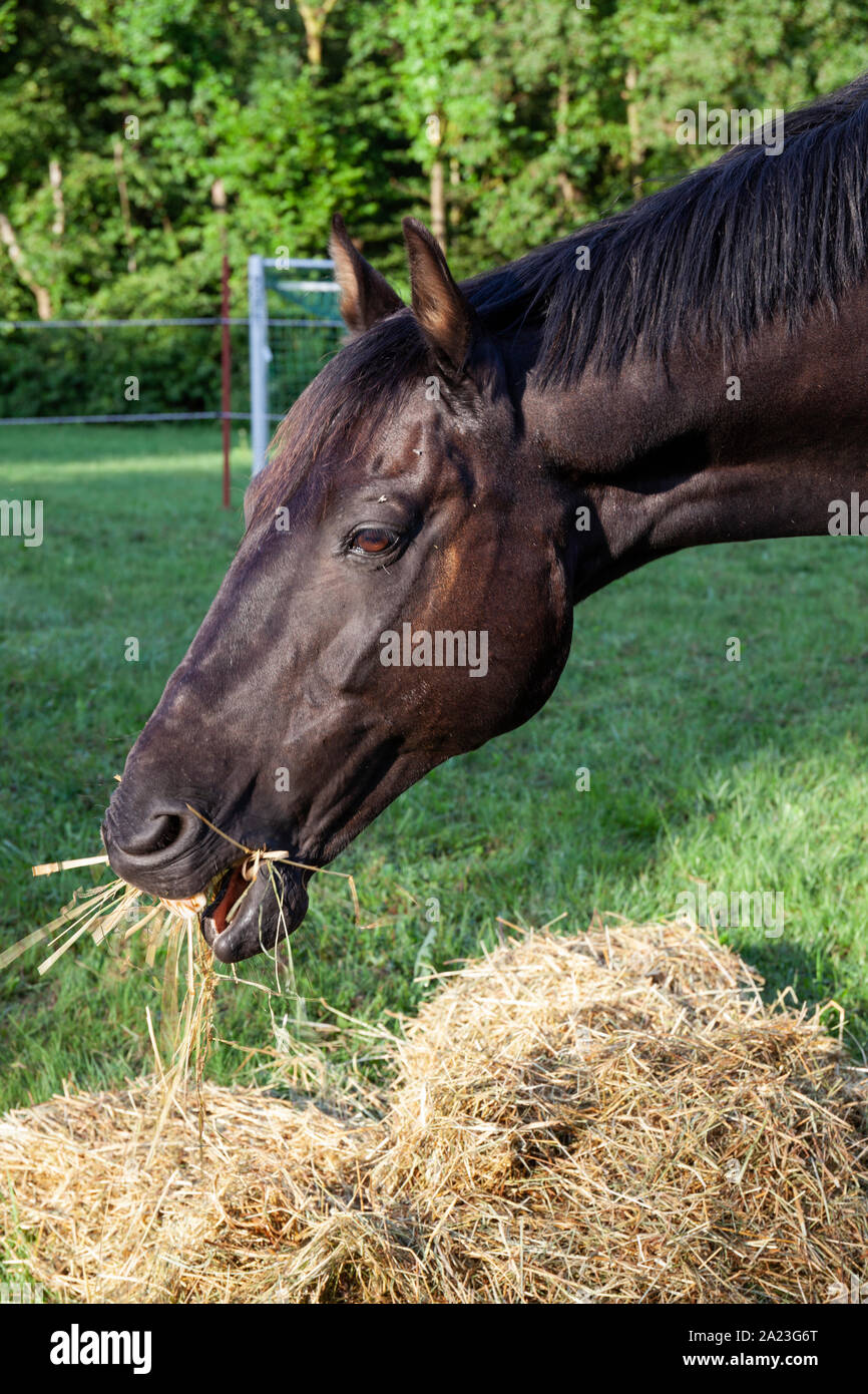 L'Europa, Lussemburgo, Grevenmacher, Camping Officiel Echternach, cavallo di appoggio durante il Tour de Luxembourg a cheval Foto Stock