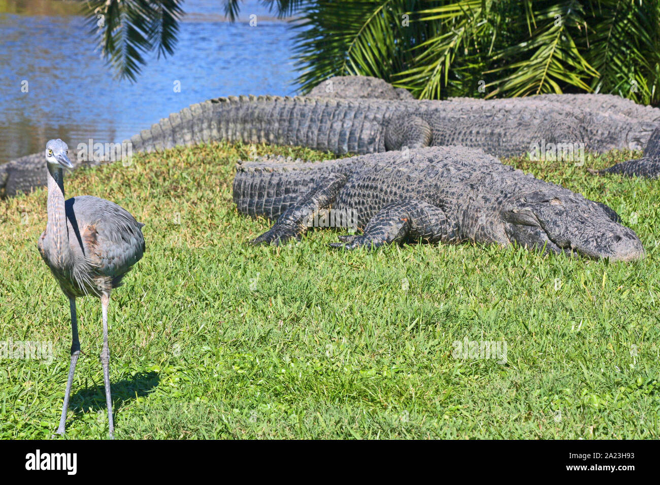 Alligatori e l'uccello - Florida Foto Stock