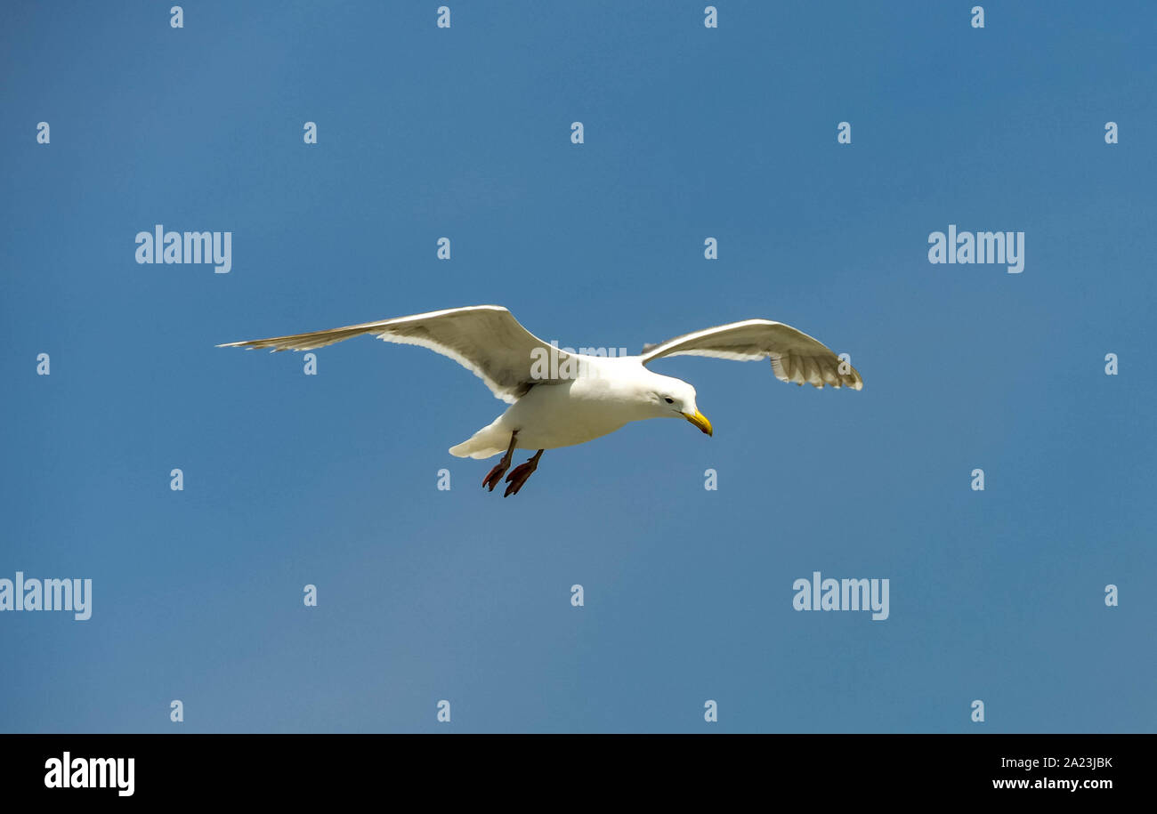 Grande gabbiano in volo isolati contro un profondo cielo blu con spazio per la copia Foto Stock