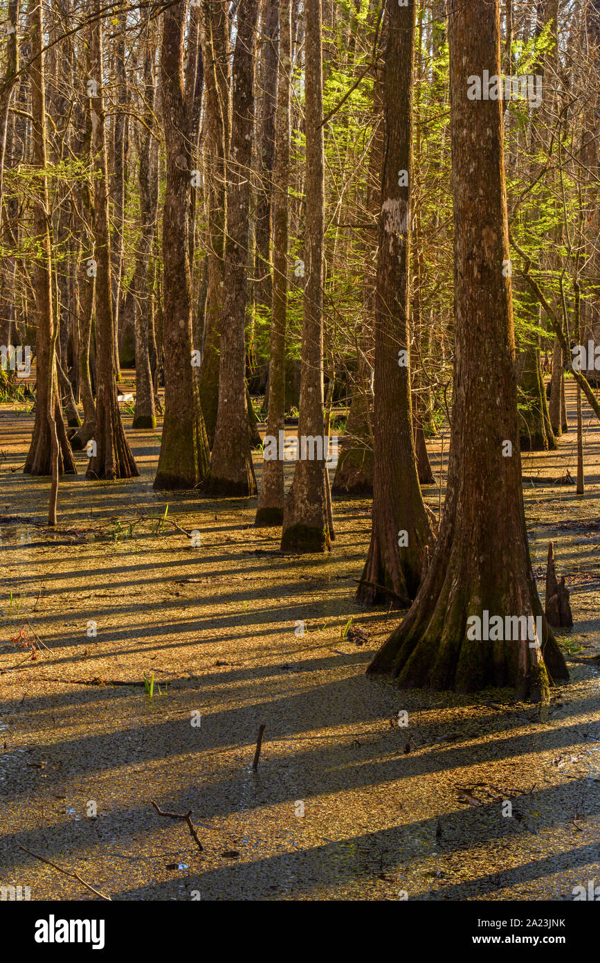 Cypress swamp, Abbeville, Louisiana, Stati Uniti d'America Foto Stock