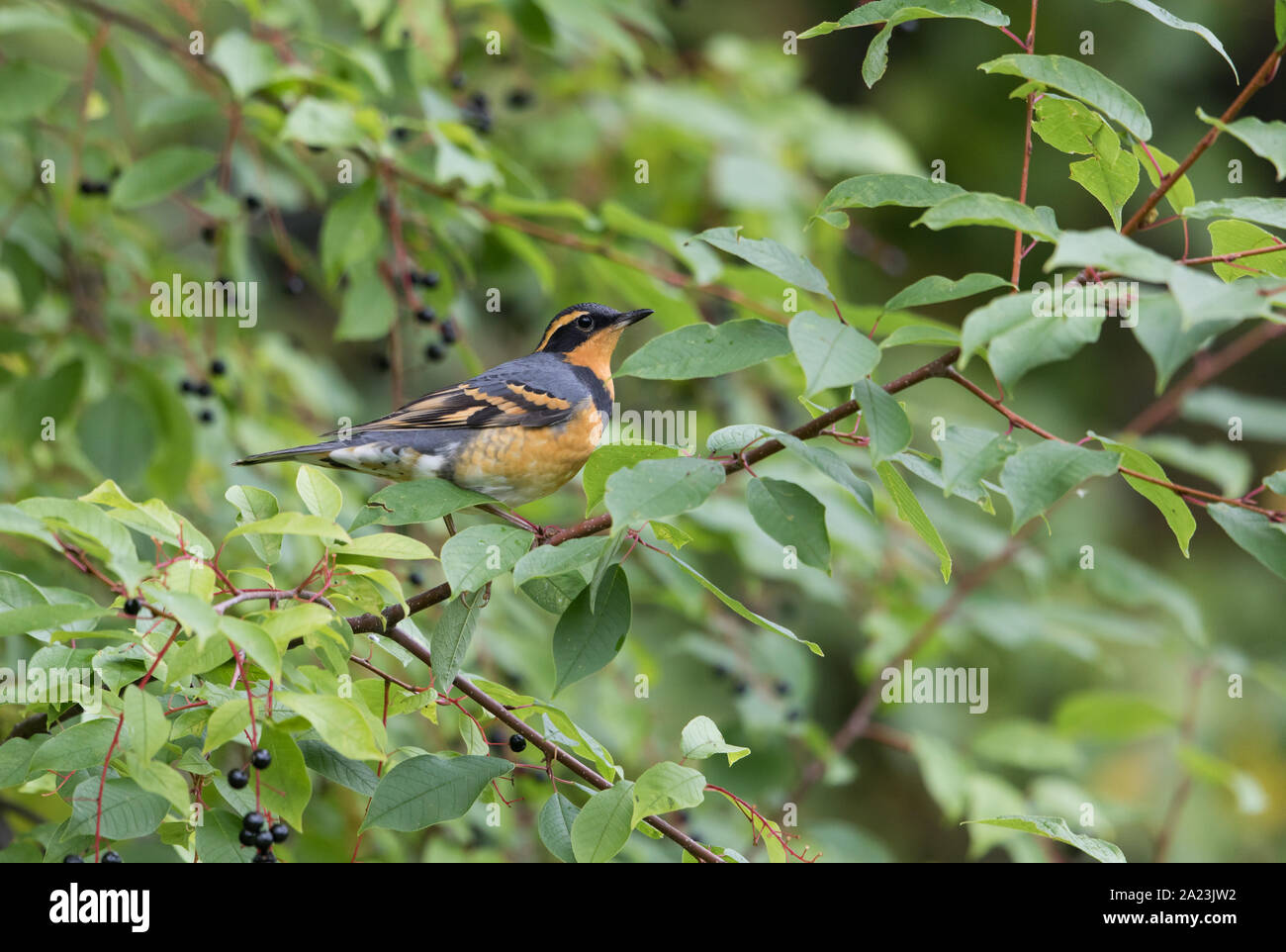 Thrush variato in un albero di Chokecherry Foto Stock