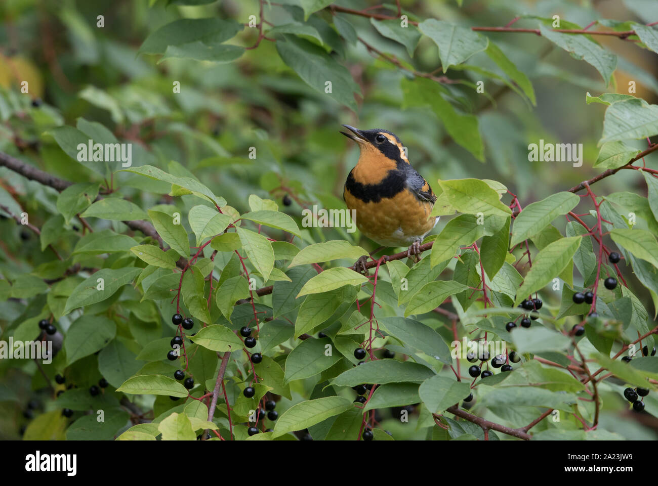 Thrush variato in un albero di Chokecherry Foto Stock