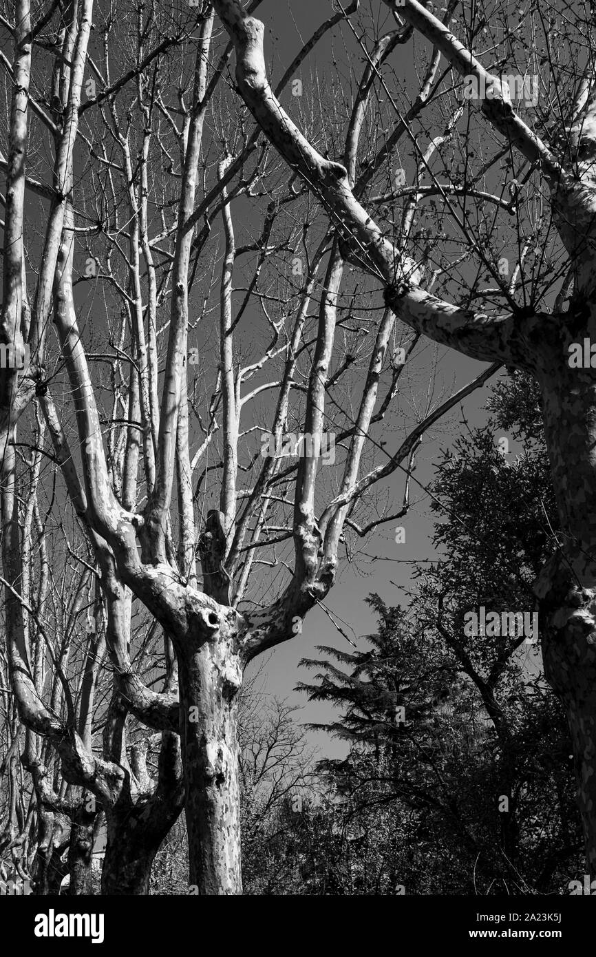 La natura della creazioni: alcuni platani ha in qualche modo è cresciuto in forma di giganti uomini: i bracci sollevati, torace e anche un ben proporzionato di testa. Foto Stock