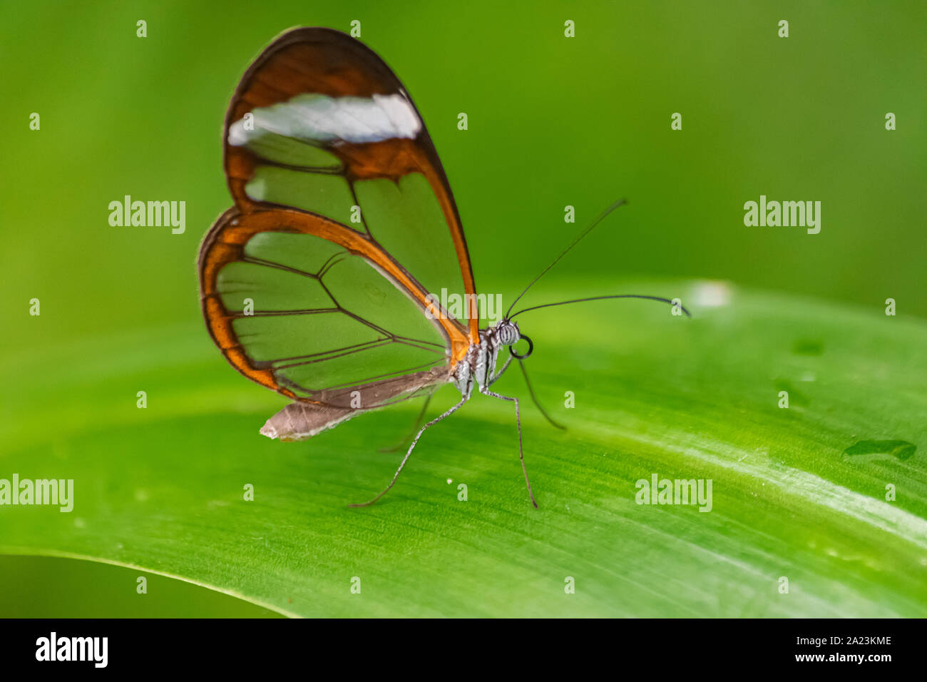 Glasswing butterfly (Greta oto) appoggiata su una foglia verde, con vegetazione verde sullo sfondo Foto Stock