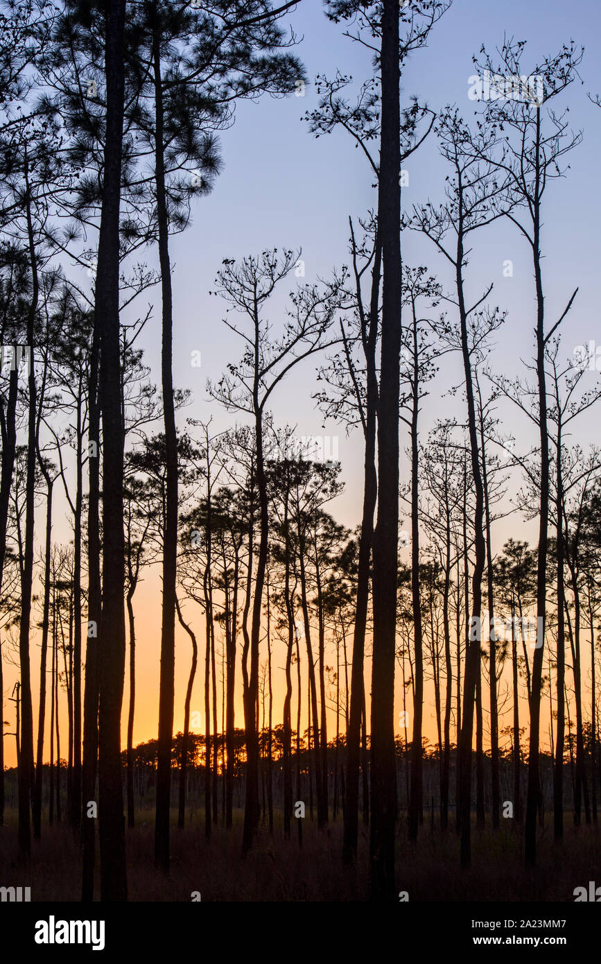 Pineta al tramonto, Big Branch National Wildlife Refuge, Boy Scout Road, Lacombe, Louisiana, USA Foto Stock